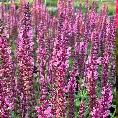 salie-(Salvia-nemorosa-Sensation-Deep-Rose)