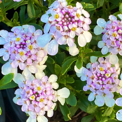 scheefkelk-(Iberis-sempervirens-Pink-Ice)