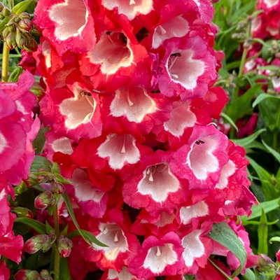 slangenkop-(Penstemon-hartwegii-Picotee-Red)