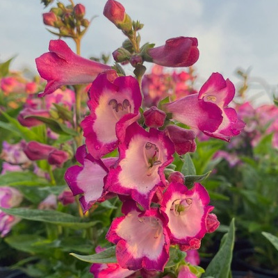 slangenkop-(Penstemon-polaris-Picotee-Purple)