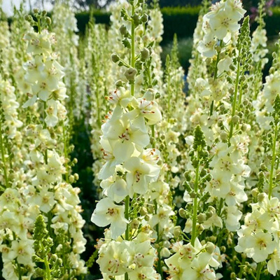 toorts-(Verbascum-phoeniceum-Chantilly)