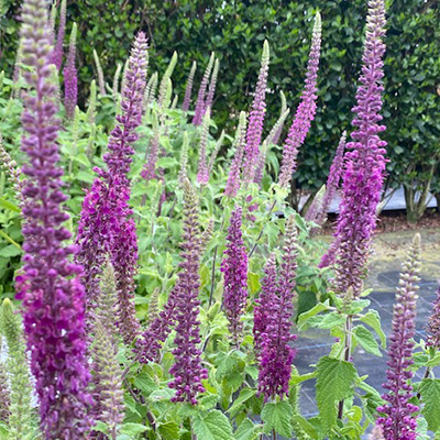 valse-salie-(Teucrium-hyrcanicum-Paradise-Delight)