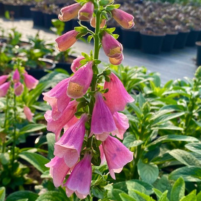 vingerhoedskruid-(Digitalis-purpurea-Arctic-Fox)