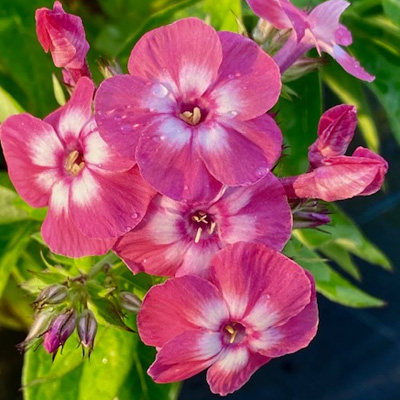 vlambloem-(Phlox-paniculata-Famous-Coral)