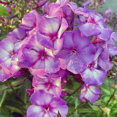 vlambloem-(Phlox-paniculata-Purple-Bicolour)