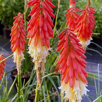 vuurpijl-(Kniphofia-Amazing-Fun)