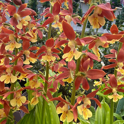 groenblijvende-tuinorchidee-(Calanthe)