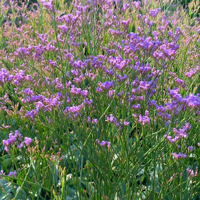 zeelavendel-(Limonium-latifolium-Salt-Lake)