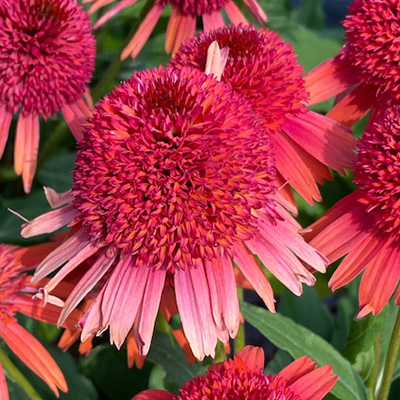 zonnehoed-(Echinacea-purpurea-Carrot-Cake)