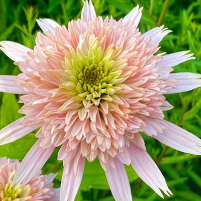 zonnehoed-(Echinacea-purpurea-Cherry-Fluff)