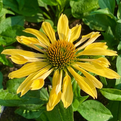 zonnehoed-(Echinacea-purpurea-Chiquita)