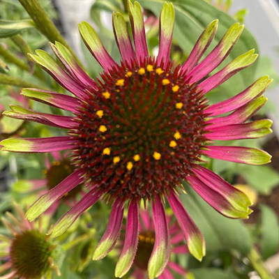 zonnehoed-(Echinacea-purpurea-Choco-Green)