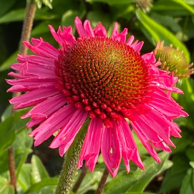 zonnehoed-(Echinacea-purpurea-Delicious-Candy)