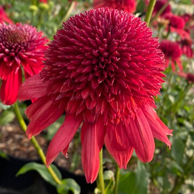 zonnehoed-(Echinacea-purpurea-Eccentric)