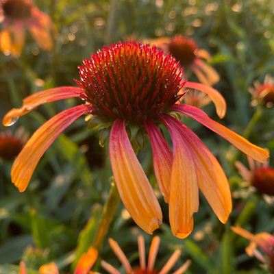 zonnehoed-(Echinacea-purpurea-Fiery-Meadow)