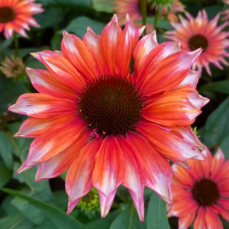 zonnehoed-(Echinacea-purpurea-Fine-Feathered-Flamingo)