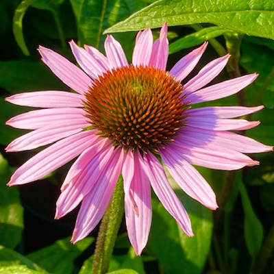 zonnehoed-(Echinacea-purpurea-Hope)