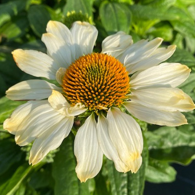 zonnehoed-(Echinacea-purpurea-Innocent-Meadow-Mama)