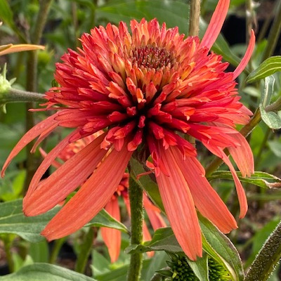 zonnehoed-(Echinacea-purpurea-Irresistible)