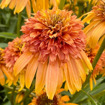 zonnehoed-(Echinacea-purpurea-Marmalade)