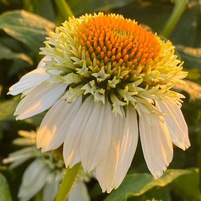 zonnehoed-(Echinacea-purpurea-Milkshake)