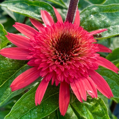 zonnehoed-(Echinacea-purpurea-Raspberry-Truffel)