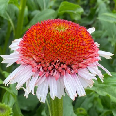 zonnehoed-(Echinacea-purpurea-Strawberry-and-Cream)