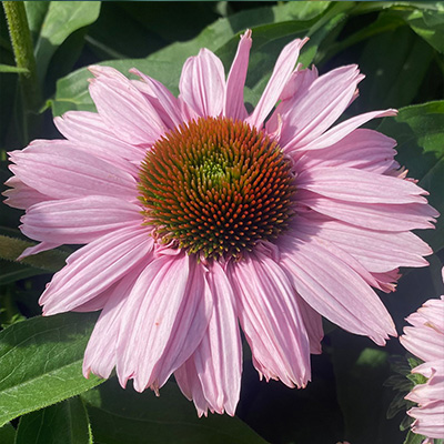 zonnehoed (Echinacea purpurea Sunseeker Blusch)