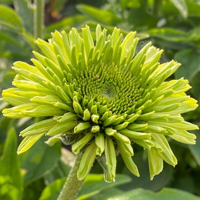 zonnehoed (Echinacea-purpurea-Sunseeker-Green)