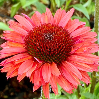 zonnehoed-(Echinacea-purpurea-Sunseekers-Orange)