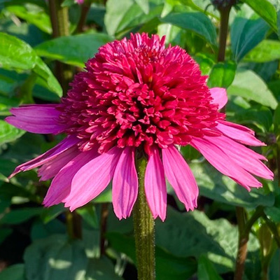 zonnehoed-(Echinacea-purpurea-Supreme-Elegance)