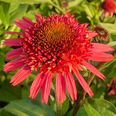 zonnehoed-(Echinacea-purpurea-Supreme-Flamingo)