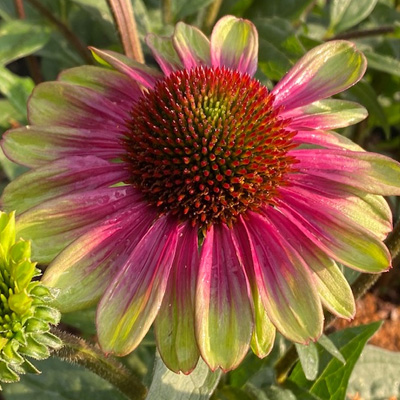 zonnehoed-(Echinacea-purpurea-Sweet-Sandia)