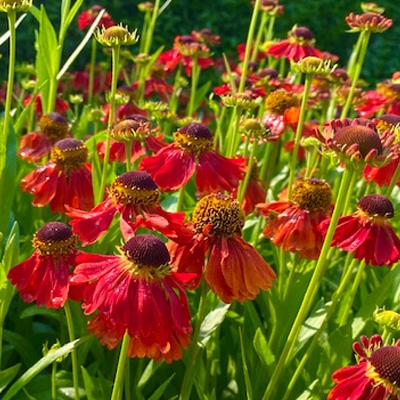 zonnekruid-(Helenium-Moerheim-Beauty)