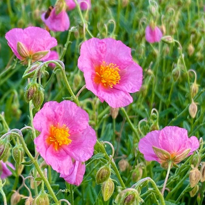 zonneroosje-(Helianthemum-Lawrensons-Pink)