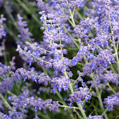 Russische-salie-(Perovskia-atriplicifolia-Blue-Jean-Baby)