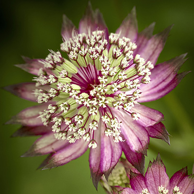 Zeeuws-knoopje-(Astrantia-major-Rubra)