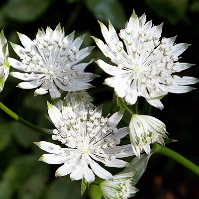 Zeeuws-knoopje-(Astrantia-major-Sparkling-Stars-White)