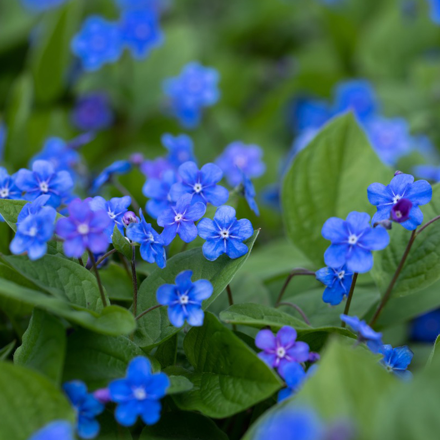 Amerikaans-vergeet-me-nietje-(Omphalodes-verna)