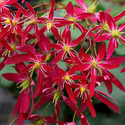 Japanse-saxifrage-(Saxifraga-fortunei-Beni-Tsukasa)