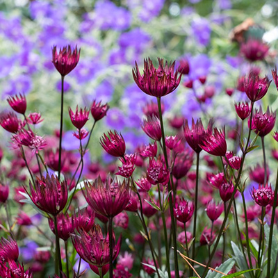 Zeeuws-knoopje-(Astrantia-major-Burgundy-Manor)