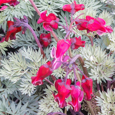 gebroken-hartje-(Dicentra-formosa-Burning-Hearts)