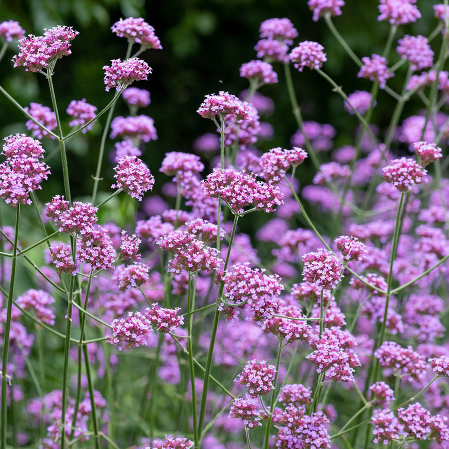 ijzerhard-(Verbena-bonariensis-Improved)