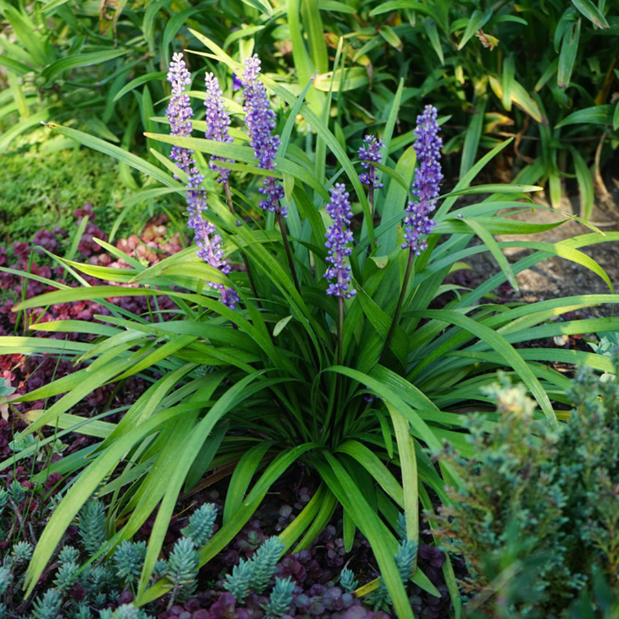 leliegras-(Liriope-muscari-Moneymaker)