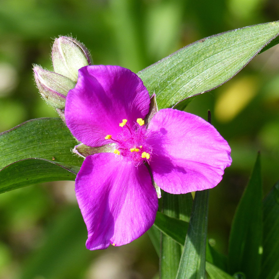 vaderplant-(Tradescantia-andersoniana-Karminglut)