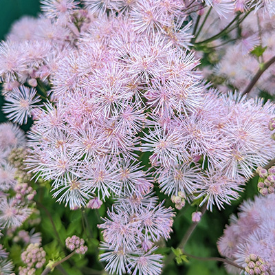 akeleiruit-(Thalictrum-Nimbus-Pink)