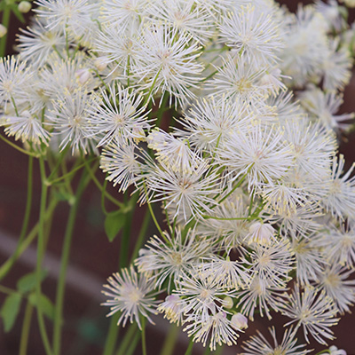 akeleiruit-(Thalictrum-Nimbus-White)