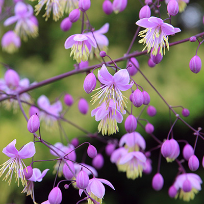 akeleiruit-(Thalictrum-delavayi-Ankum)