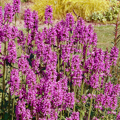 andoorn-(Stachys-x-cultorum-Summer-Romance)