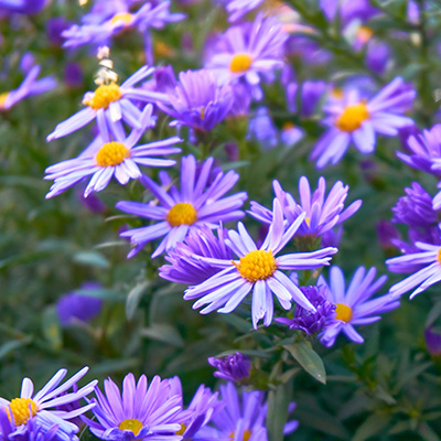 aster-(Aster-oblongifolius-October-Skies)